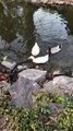 Ducks  Video By Kingdom of Awais