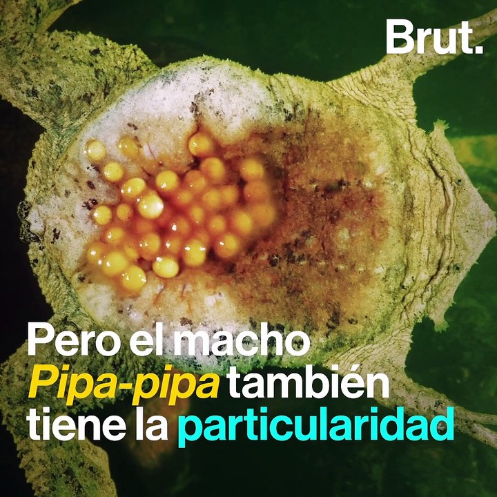 El nacimiento de este sapo se ve rarísimo 
