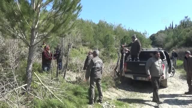 Kuşadası'ndaki avcılar, yabani meyve ağaçlarını aşıladı