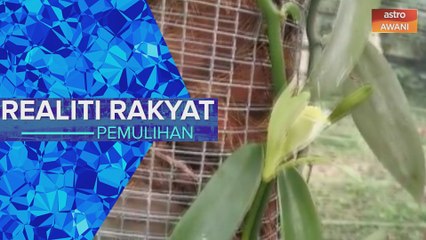 Realiti Rakyat | Pemulihan: Potensi penanaman vanila sebagai sumber jana pendapatan petani