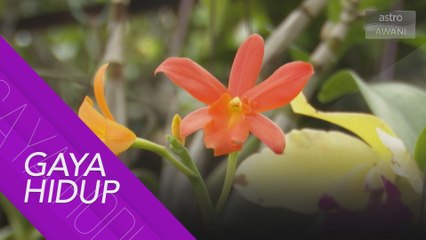 Ribuan pokok bunga, kaktus dan orkid serikan laman rumah