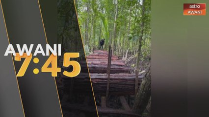 PGA, Jabatan Hutan Sabah bongkar kegiatan terbang pokok haram