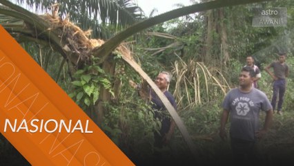 Serangan gajah liar: 50 pekebun sawit kerugian hampir RM60,000