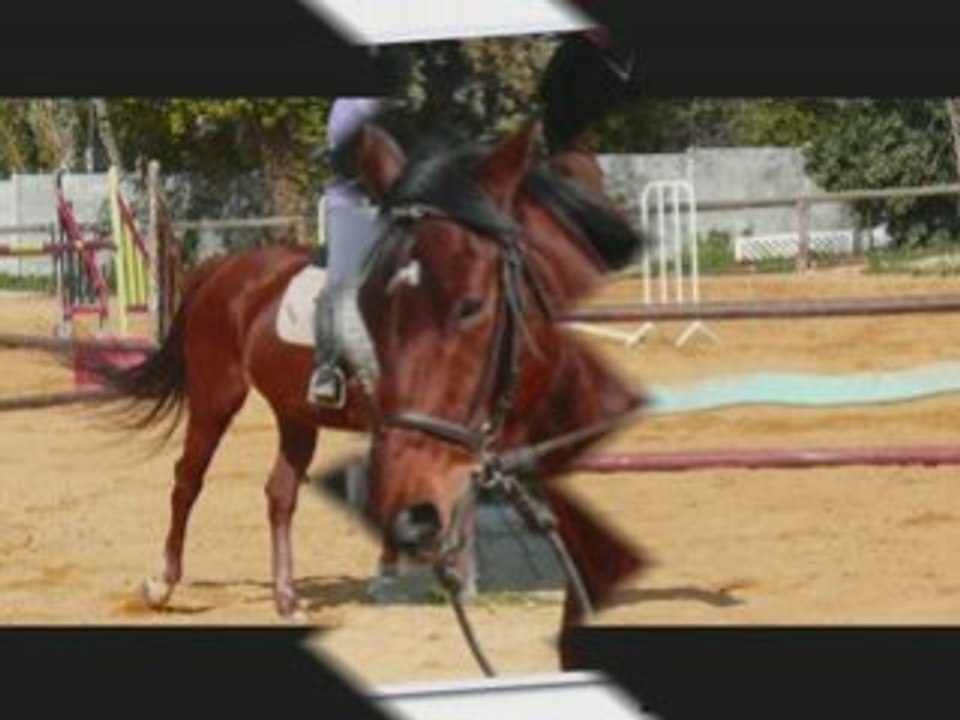 Chevaux