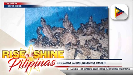 Download Video: Higit 50 endangered species na mga pagong, nasagip sa Masbate