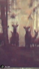 Jatr - Forest (Feat. Jazmin Escobar)(Video Vertical Oficial)