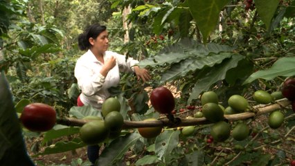 Culmina con éxito el plan de protección a la cosecha cafetalera