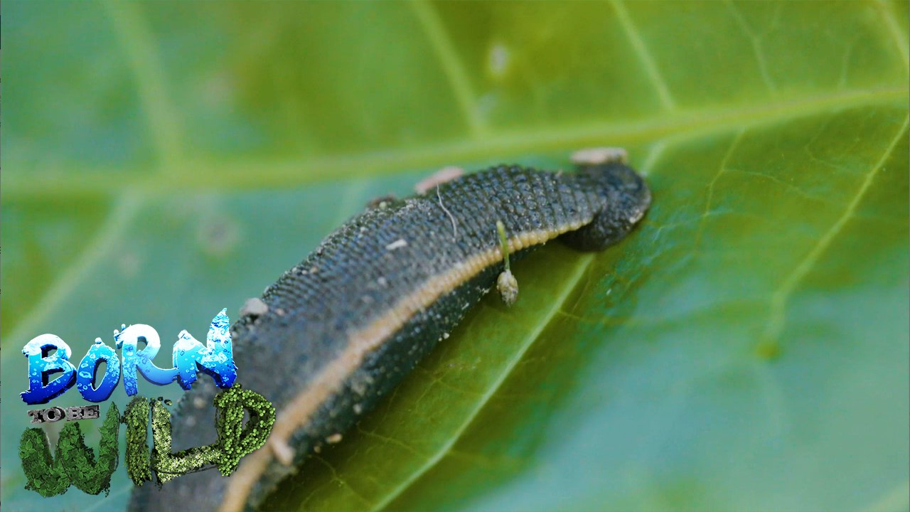 Born to be Wild: Benefits and harms of bloodsucking creatures