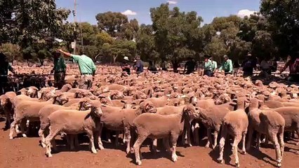 Jamestown sheep market| March 17| Stock Journal