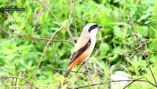 Long-tailed shrike – A Gorgeous Asian Bird