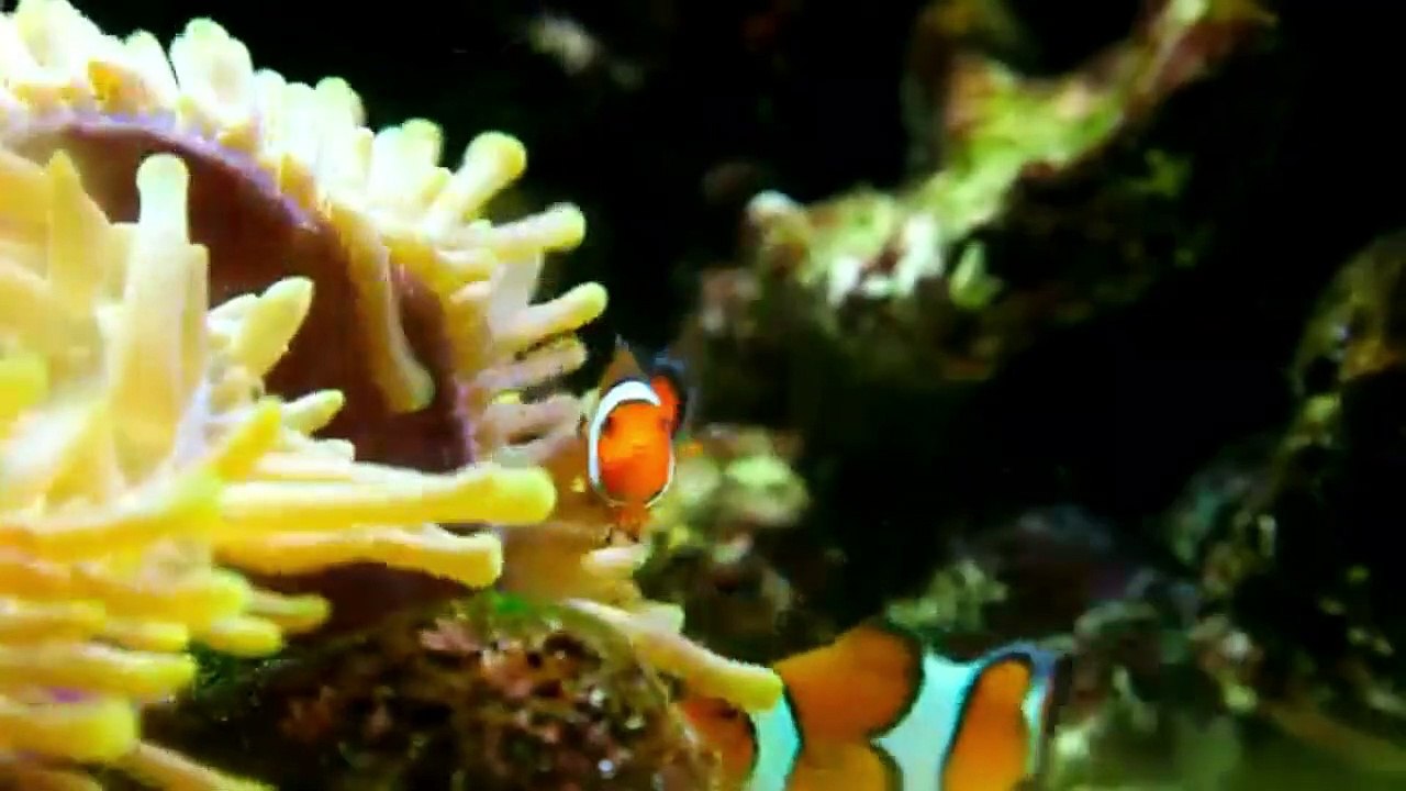 Rare and Colorful Sea life | Underwater Footage + Relaxing Music