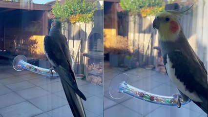 'Lively cockatiel kicks off Sunday with a cute singing performance'