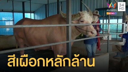 ควายไทยสีเผือก มูลค่าหลายล้านตัวเดียวในโลก | ข่าวเที่ยงอมรินทร์ | 21 มี.ค.65