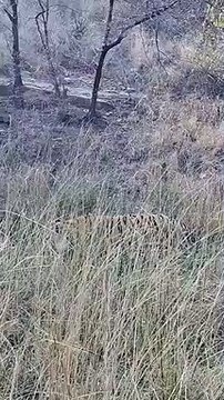 फिर घायल हुआ बाघ टी 120, वन विभाग ने टे्रकुंलाइज कर किया उपचार