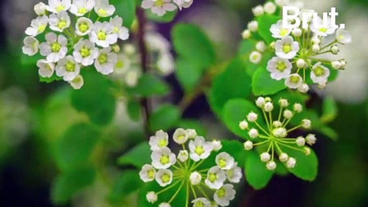 L'éveil des fleurs au printemps