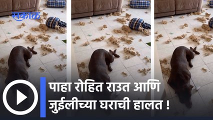 Watch Rohit & Julie's House Situation : पाहा रोहित राउत आणि जुईलीच्या घराची हालत काय झाली |