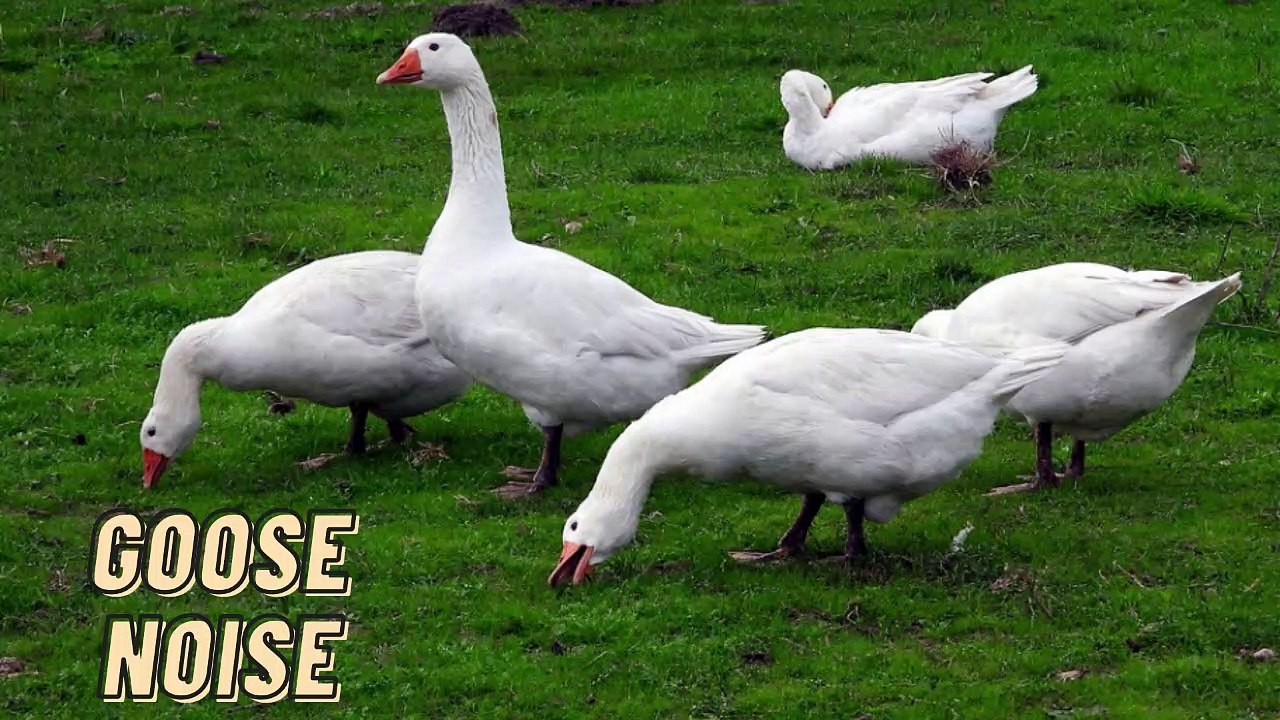 Loud Goose Noise Sounds Effect Video By Kingdom Of Awais video