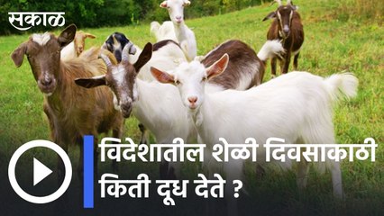 Ariculture News | विदेशातील शेळी दिवसाकाठी  किती दूध देते ?| Sakal |