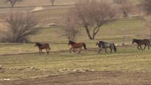AFYONKARAHİSAR - Yılkı atları, tarım arazilerinde yiyecek ararken görüntülendi
