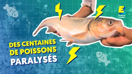 Ce bateau paralyse des centaines de poissons