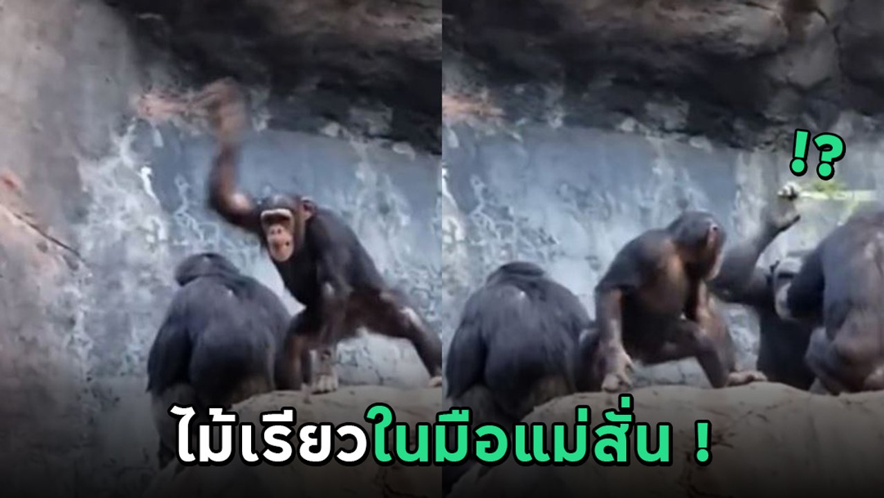 อย่างฮา ! จ๋อเกเรขว้างหินใส่คน เจอแม่คว้าไม้เรียวดหวด นี่มันมนุษย์ชัด ๆ