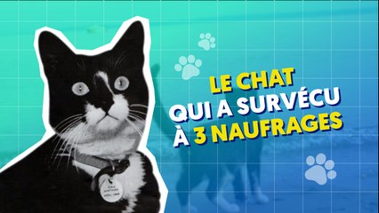 Sam, le chat insubmersible
