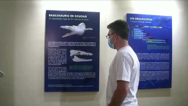 Hallan en Perú el cráneo de un depredador marino que vivió hace 36 millones de años