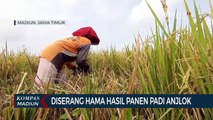 Diserang Hama Hasil Panen Padi Anjlok