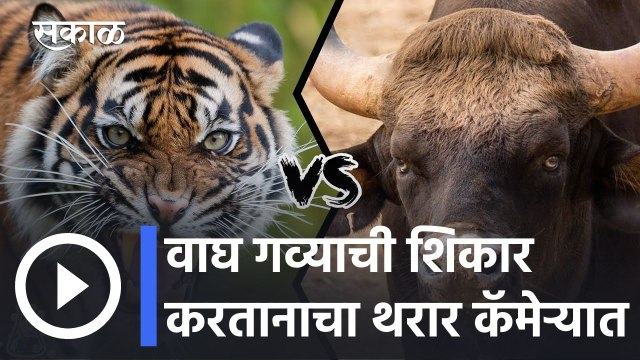 Tiger l वाघ गव्याची शिकार करतानाचा थरार कॅमेऱ्यात l Viral Video l Sakal