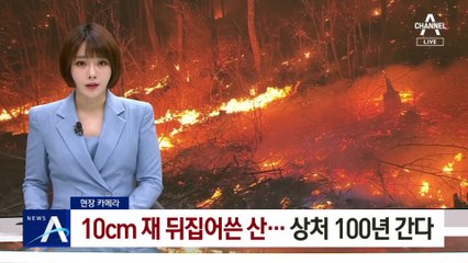 [현장카메라]10cm 재 뒤집어쓴 산…‘산불’ 상처 100년 간다