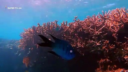 Below Deck Down Under Saison 1 - Trailer (EN)