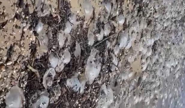 Yüzlercesi kıyıya vurdu, profesör uyardı: Yaklaşmayın ve dokunmayın