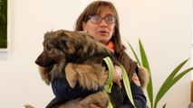 Ces chiens et chats d’Ukraine ont trouvé refuge en France