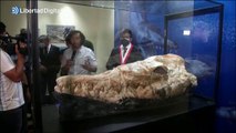 Hallan en Perú el cráneo de un depredador marino que vivió hace 36 millones de años