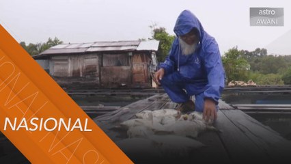 18 penternak ikan sangkar di marang kerugian lebih RM100,000