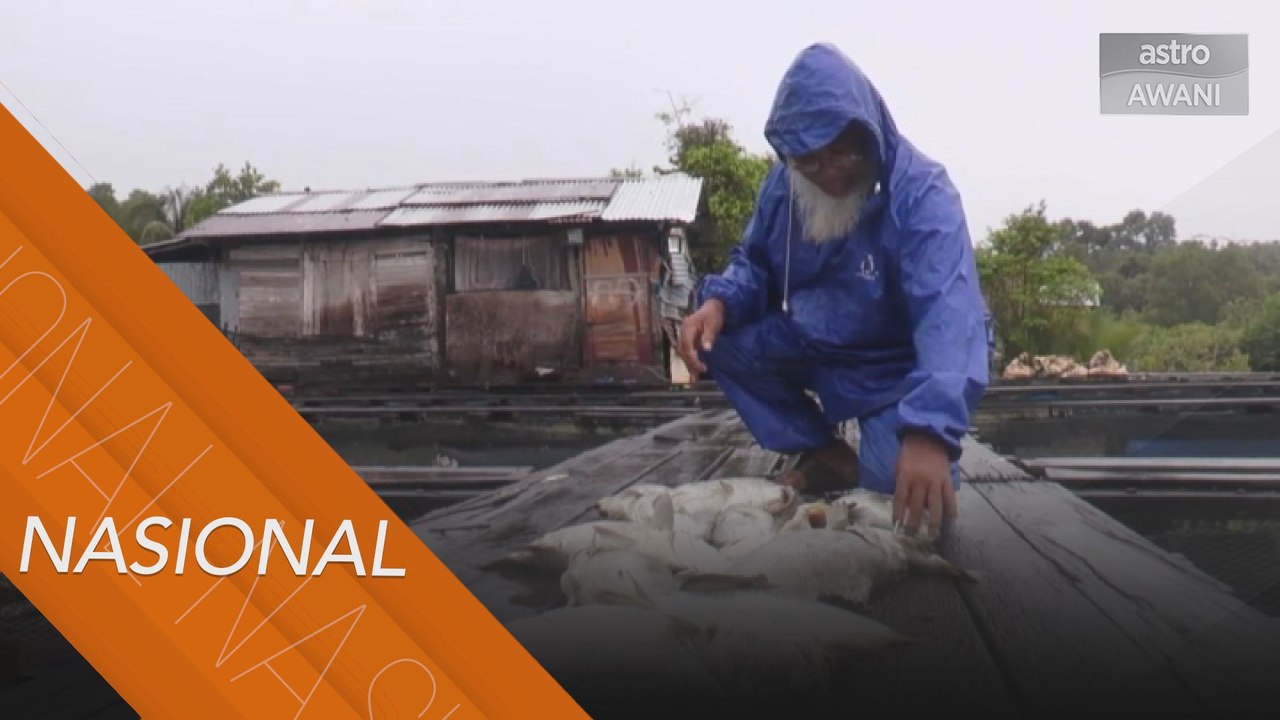 18 penternak ikan sangkar di marang kerugian lebih RM100,000