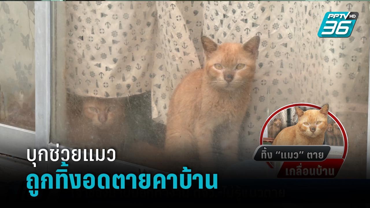 บุกช่วยแมวส้ม 10 ตัว ถูกทิ้งอดตายคาบ้าน เจ้าของ...