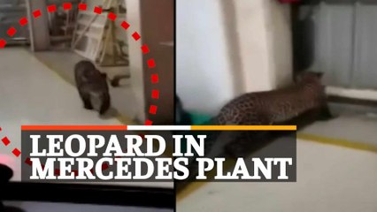 WATCH: Leopard Spotted In Mercedes Benz Factory