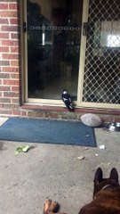Magpie at the Door Whines Like a Dog