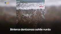 Yüzlercesi Türkiye'de kıyıya vurdu, profesör uyardı: Yaklaşmayın ve dokunmayın!