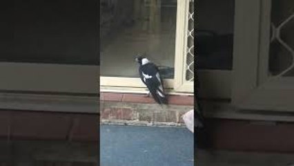 Magpie at the Door Whines Like a Dog