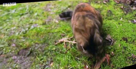 Malory Towers S02 E03