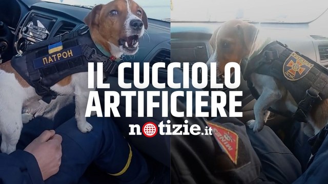 Guerra Russia-Ucraina, ecco Patron il jack russell che ha disinnescato oltre 90 bombe di Mosca