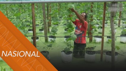 Banjir kilat: Petani rugi tanaman musnah