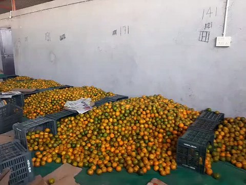 Watch video: bumper production of oranges in Jhalawar, farmers become rich