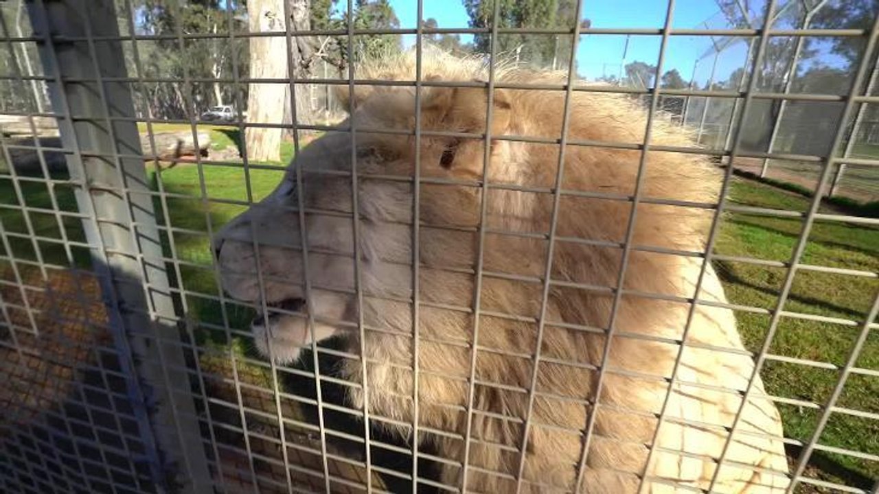 Altina White Lions holiday to Dreamworld