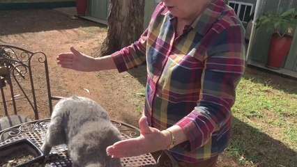 Christine tomlinson cat judging demonstation