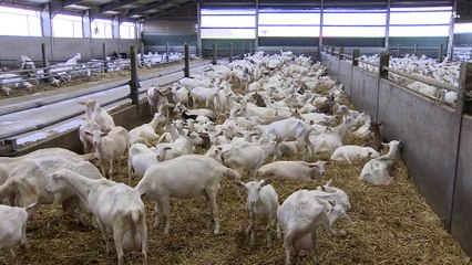 Из-за войны на Украине страдает бельгийская ферма