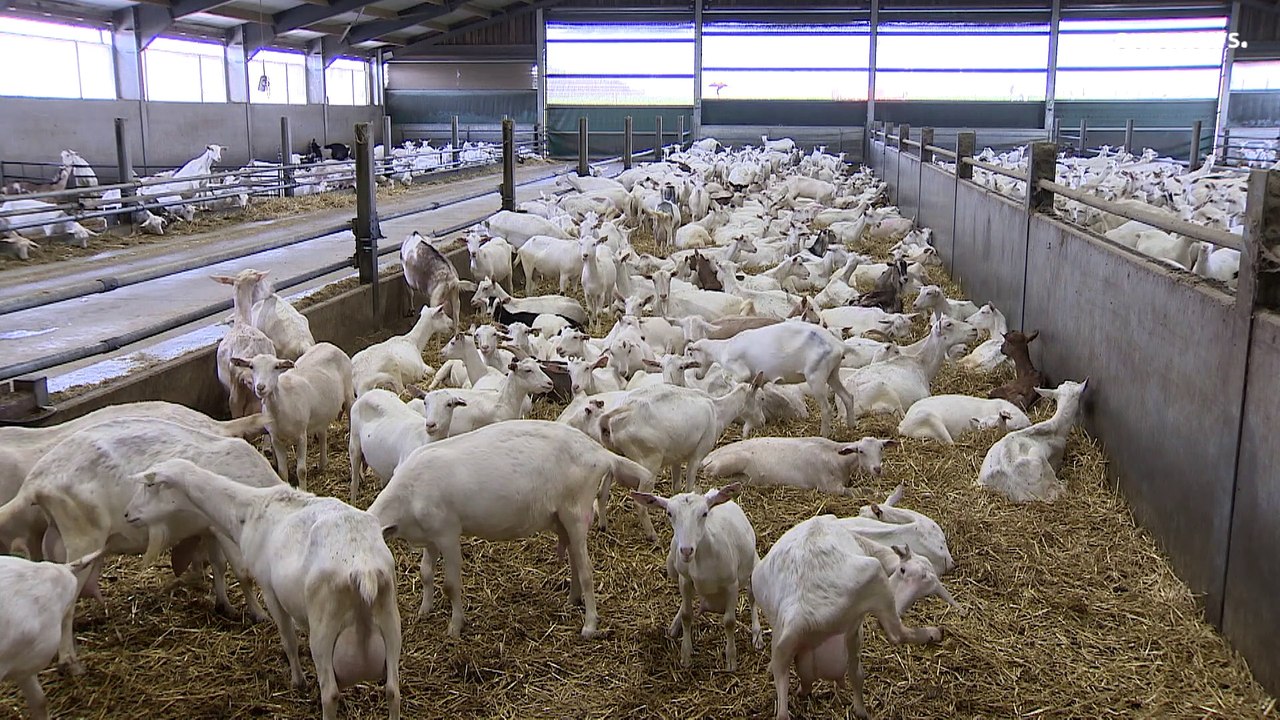 Europas Landwirtschaft leidet unter dem Krieg in der Ukraine