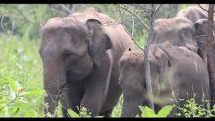 Elephants Family in Minneriya National Park